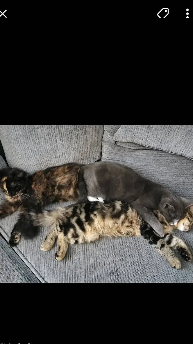 ai character: könig  background