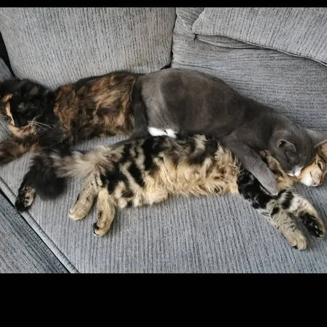 chat with ai character: könig 