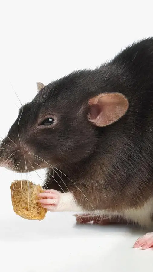 ai character: rat king background