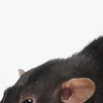 chat with ai character: rat king