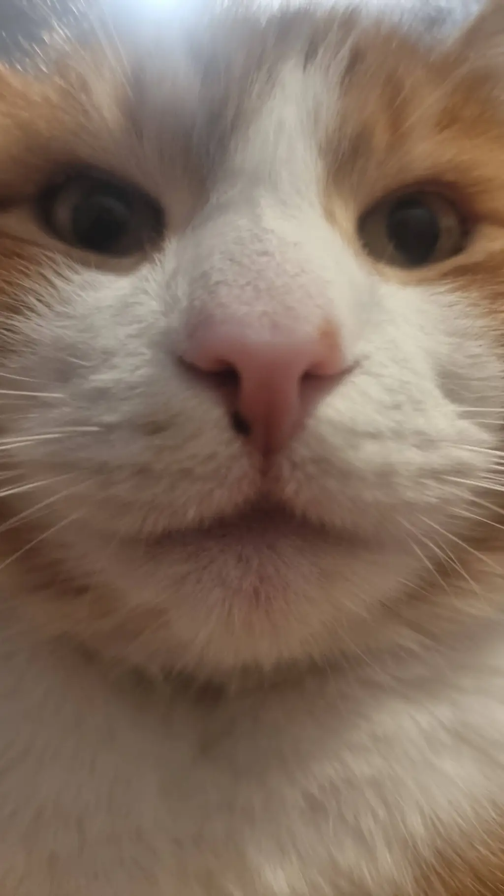 ai character: Beatrice the cat background