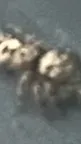 ai character:  Zebra spider  background