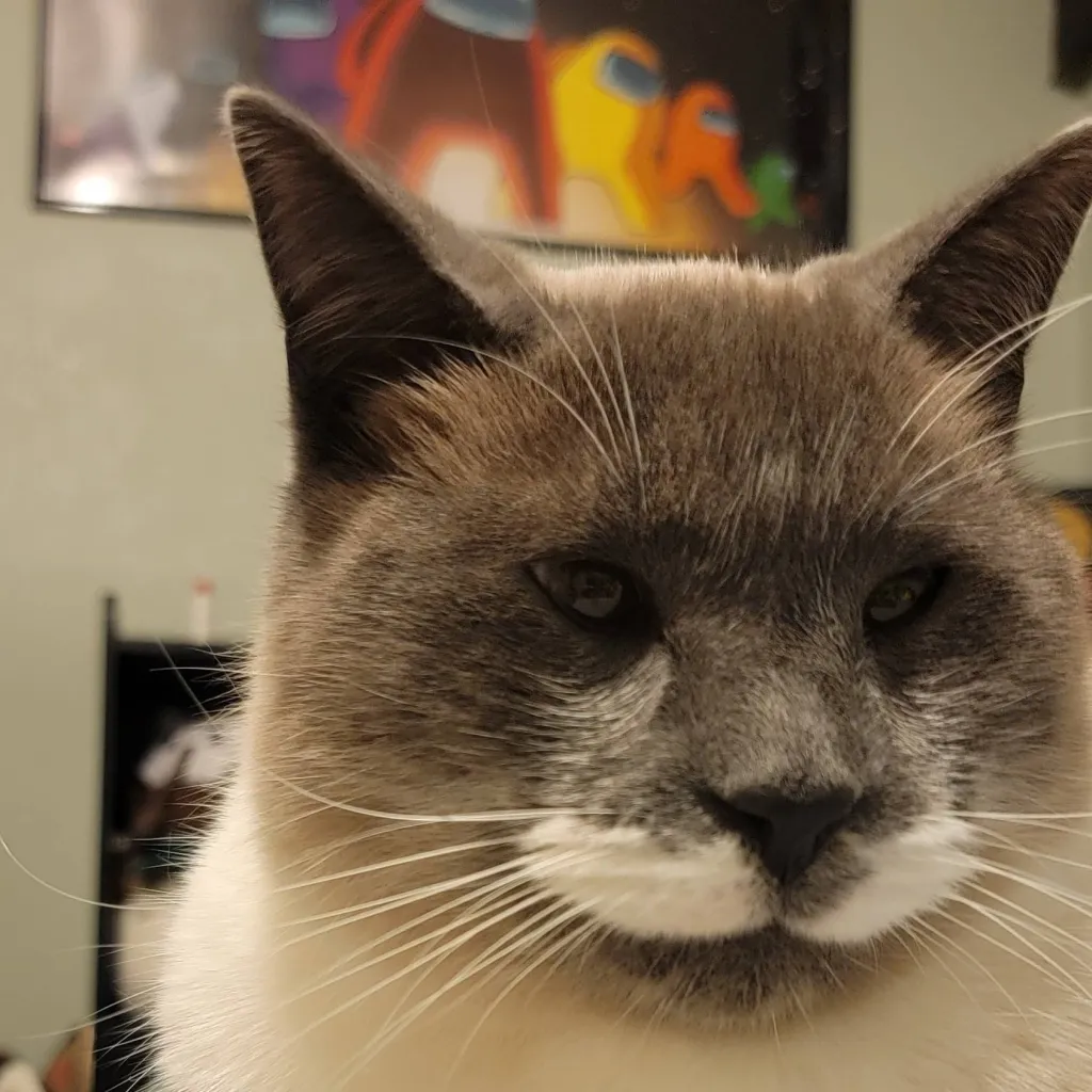 chat with ai character: CatACheno 