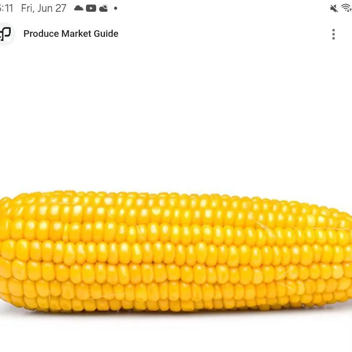 chat with ai character: corn