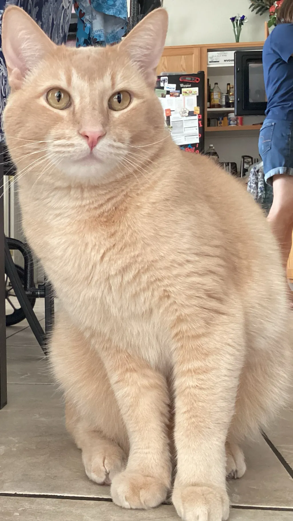 ai character: Teddy background