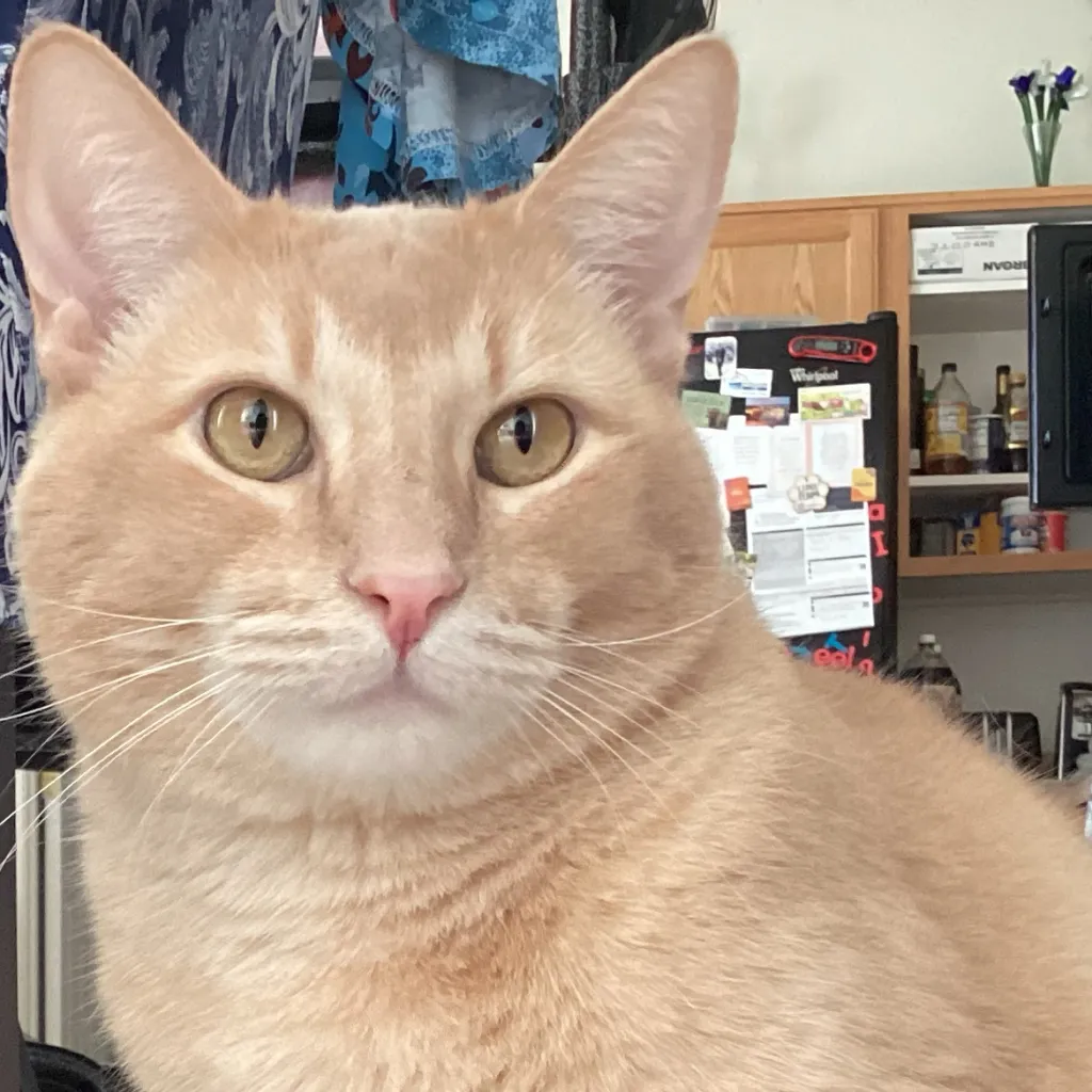 chat with ai character: Teddy