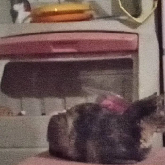 chat with ai character: my baby cat coco