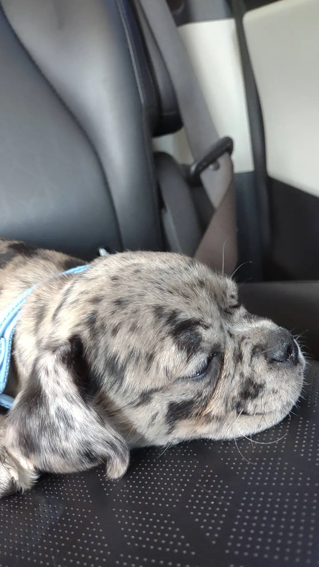 ai character: my baby dog I got  background
