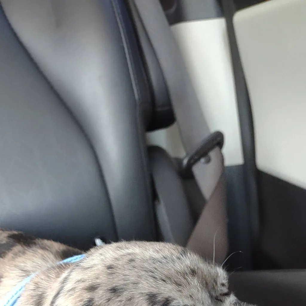 chat with ai character: my baby dog I got 