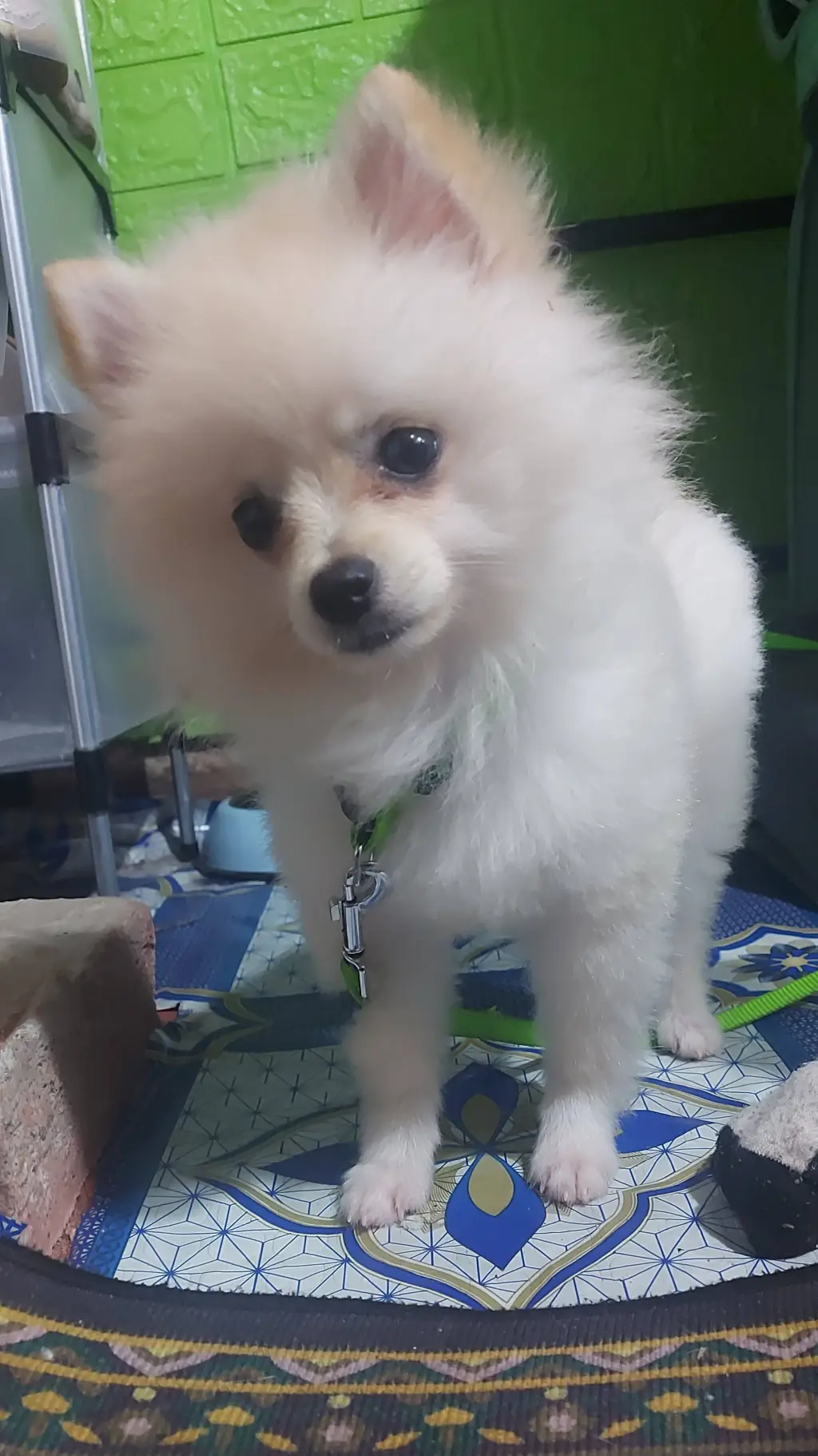 ai character: snow pomeranian background