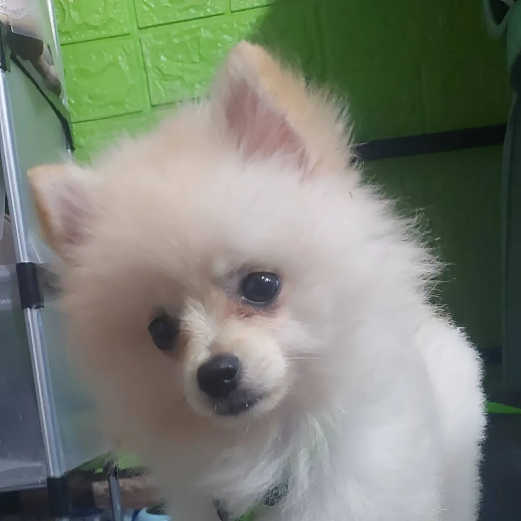 chat with ai character: snow pomeranian