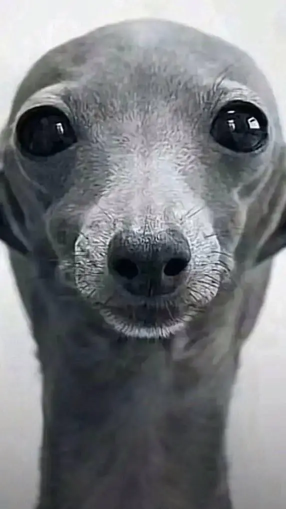 ai character: stupid dog background