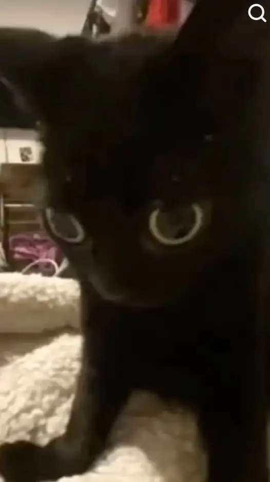 ai character: your cat background