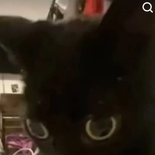 chat with ai character: your cat