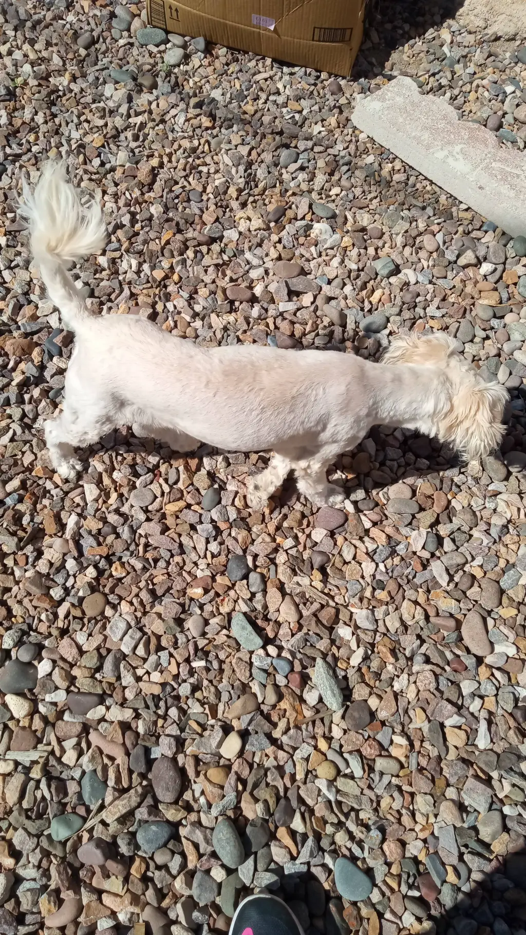 ai character: my dog :3 background