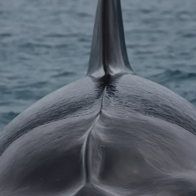 chat with ai character: Orca Tf 