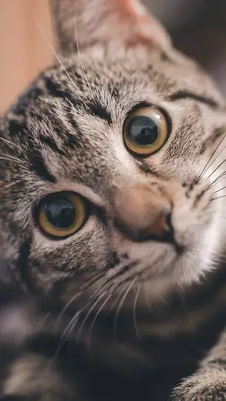 ai character: cat background