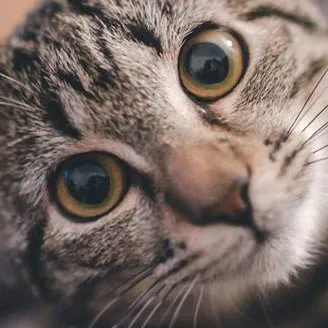 chat with ai character: cat