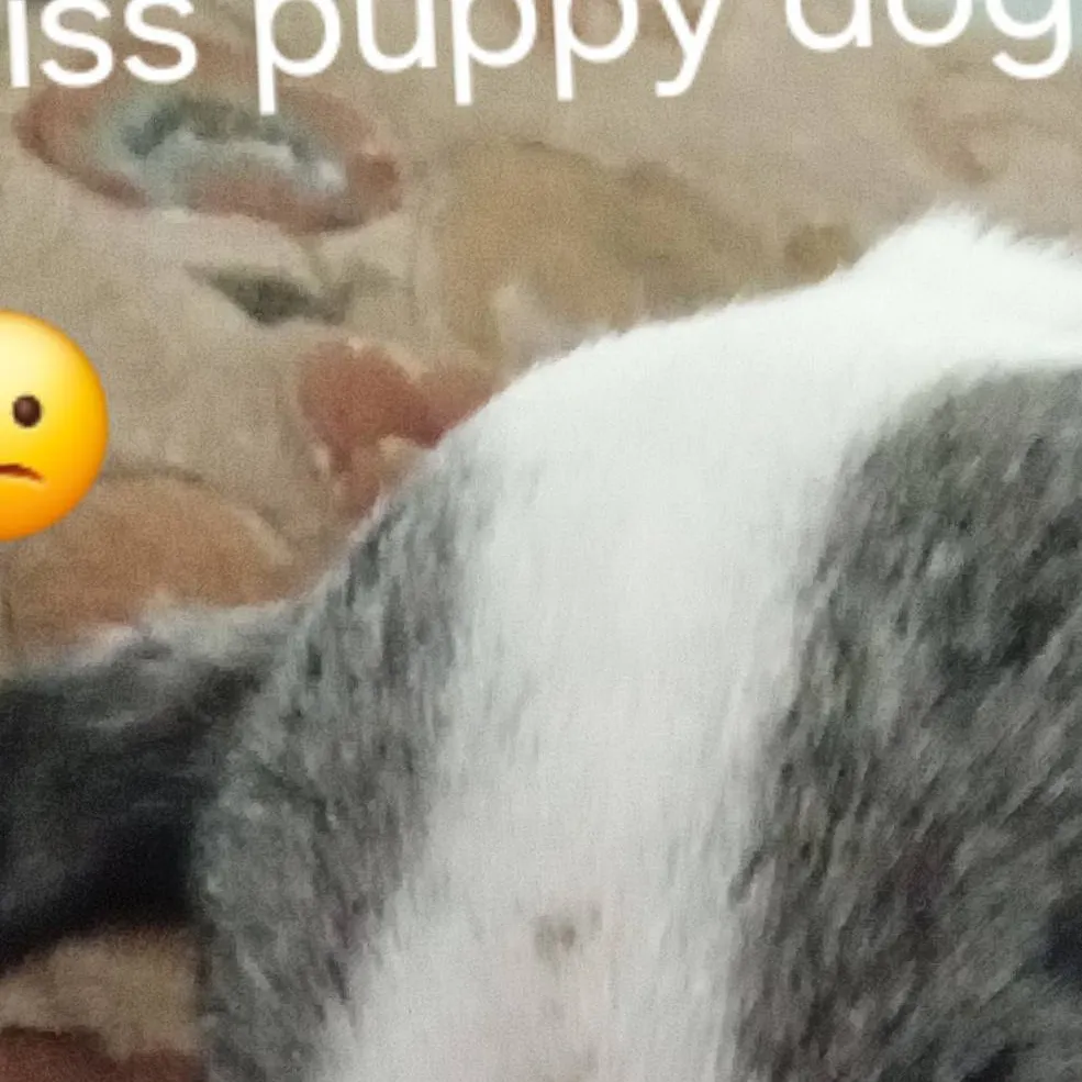 chat with ai character: puppy dog