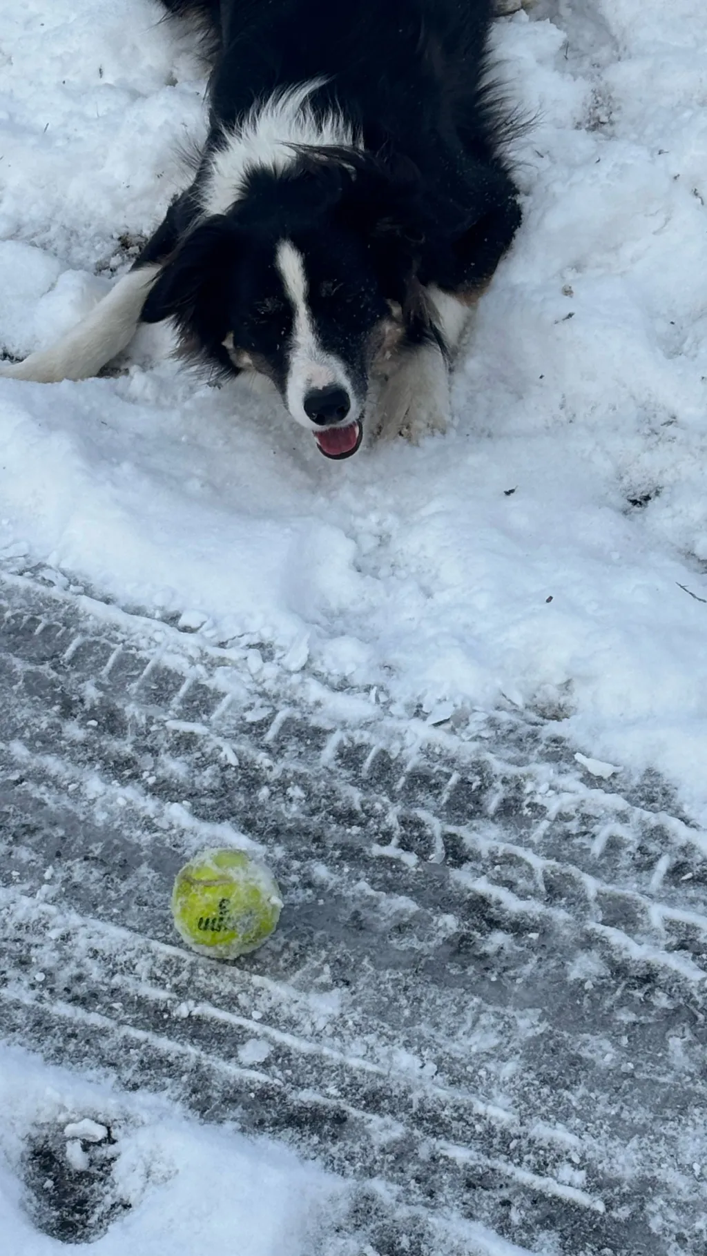 ai character: Dog of the month background