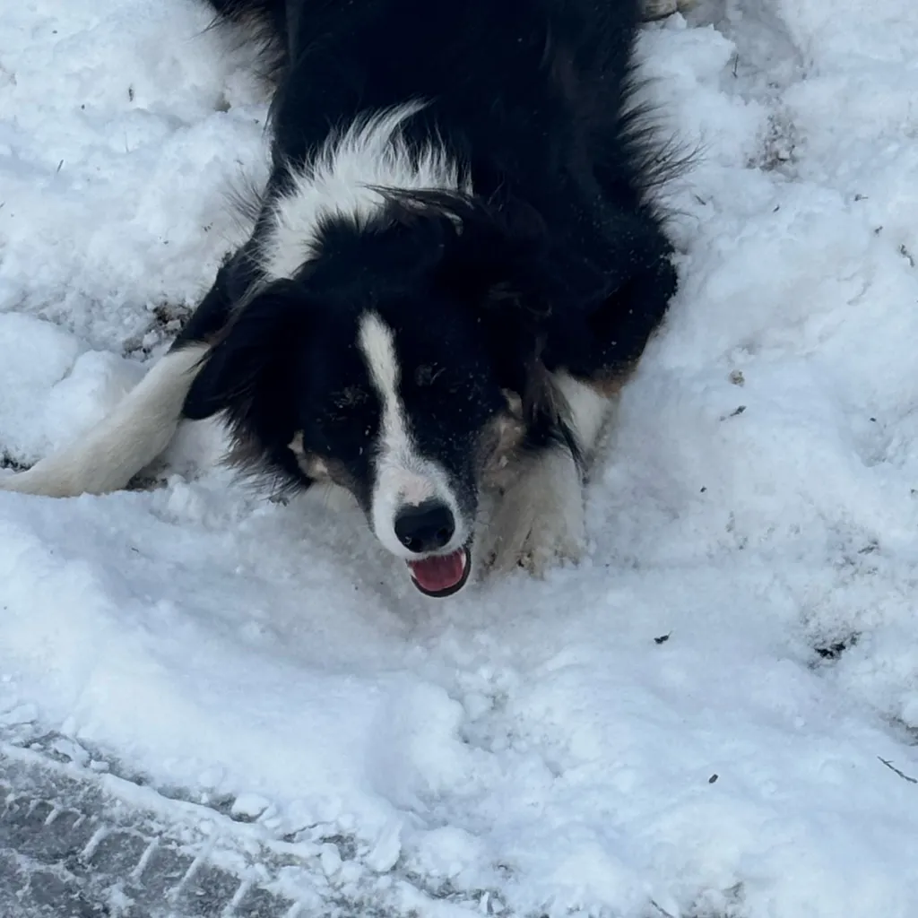 chat with ai character: Dog of the month