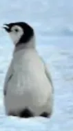 ai character: Penguin 2.0 background