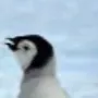chat with ai character: Penguin 2.0