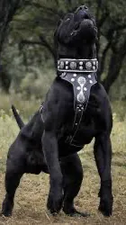 Talkie AI - Chat with Rex