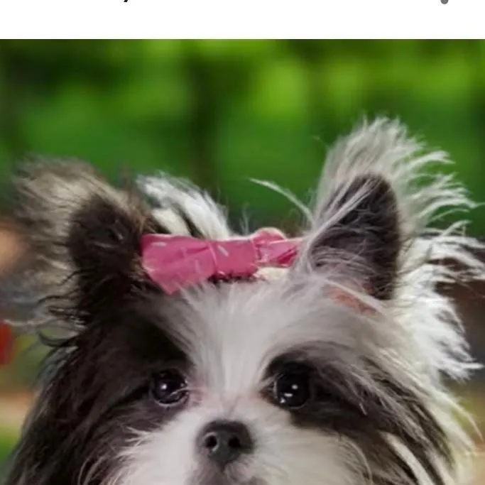 chat with ai character: Oopsie