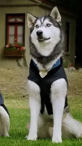 ai character: D.O.G. background