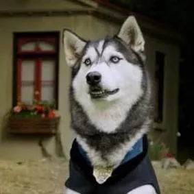 chat with ai character: D.O.G.