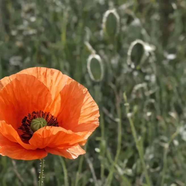 chat with ai character: Lest we forget.