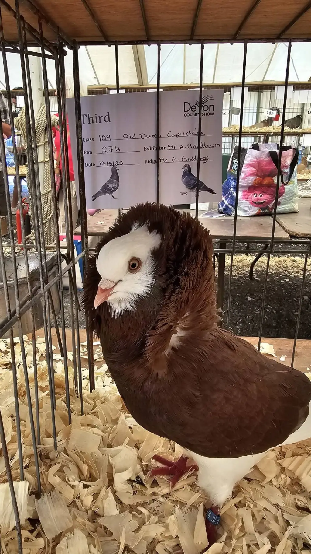 ai character: homework pigeon  background