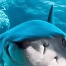 chat with ai character: hungry mega shark 