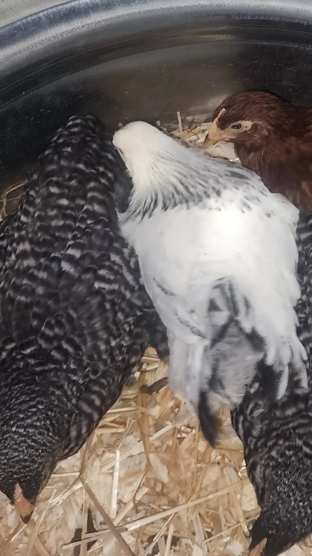 ai character: Chickens background