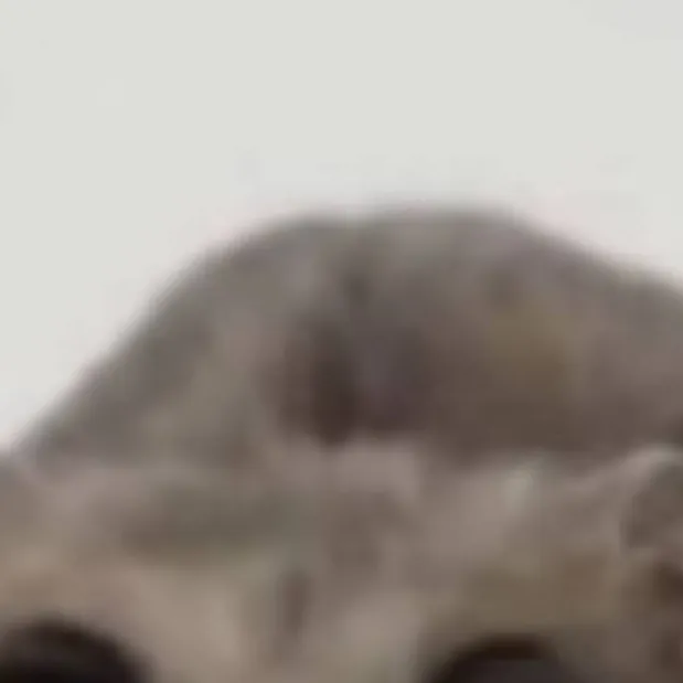 chat with ai character: Sad hamster 