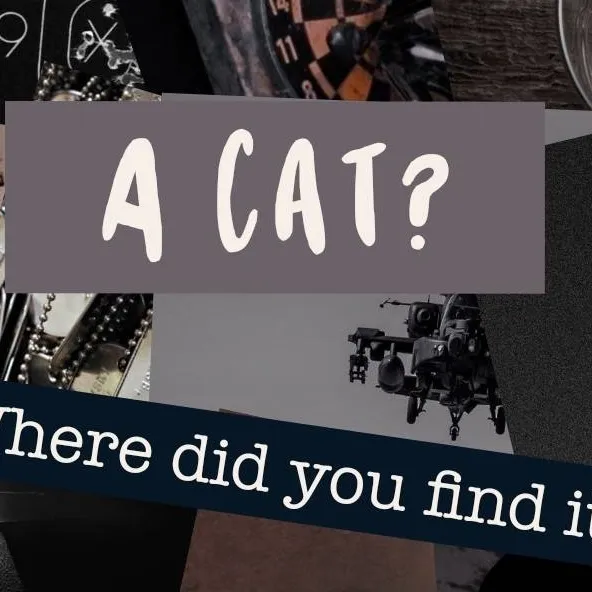 chat with ai character: COD - Cat