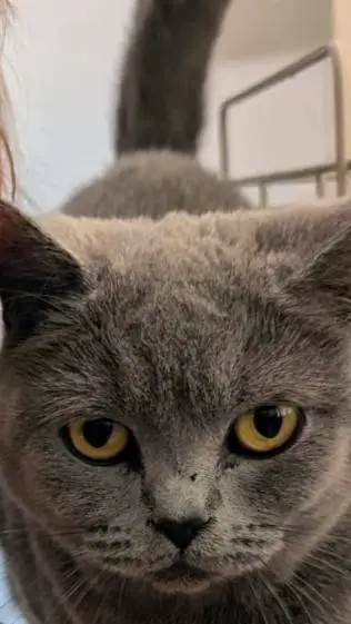 ai character: Zoey the cat background