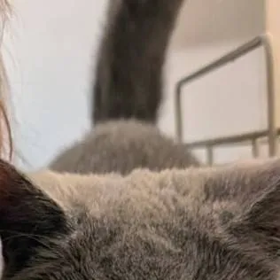 chat with ai character: Zoey the cat