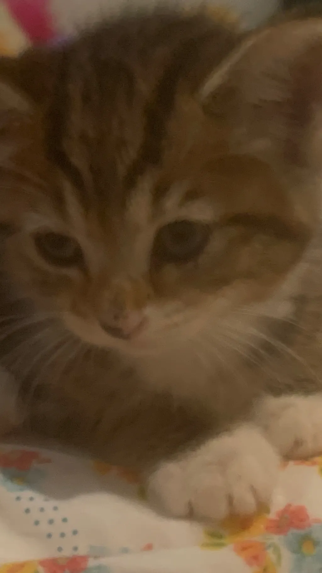 ai character: Kitty background