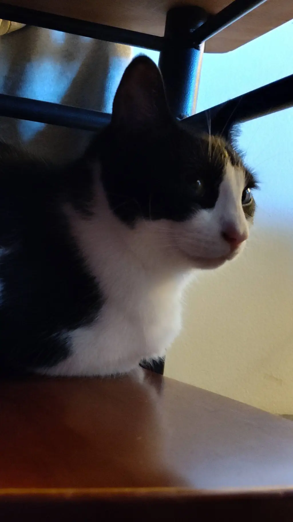 ai character: hi background