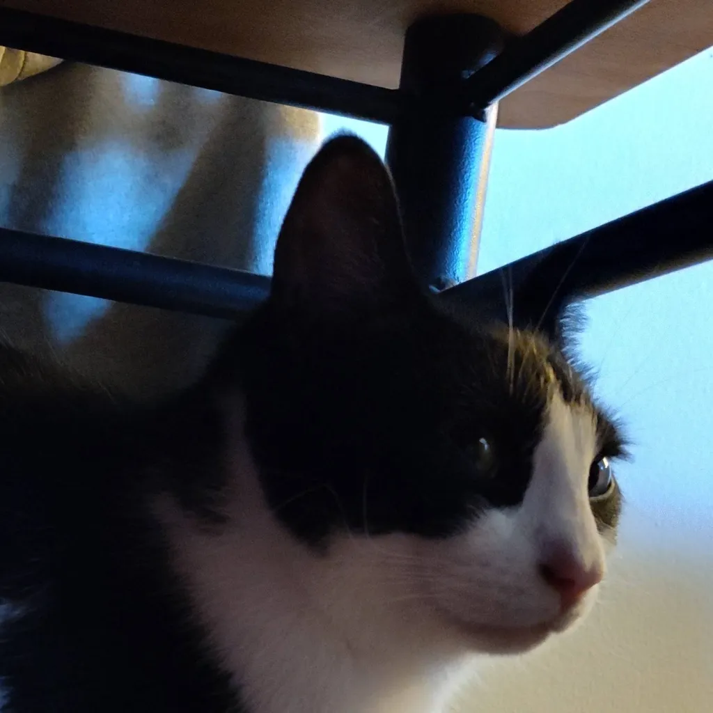 chat with ai character: hi