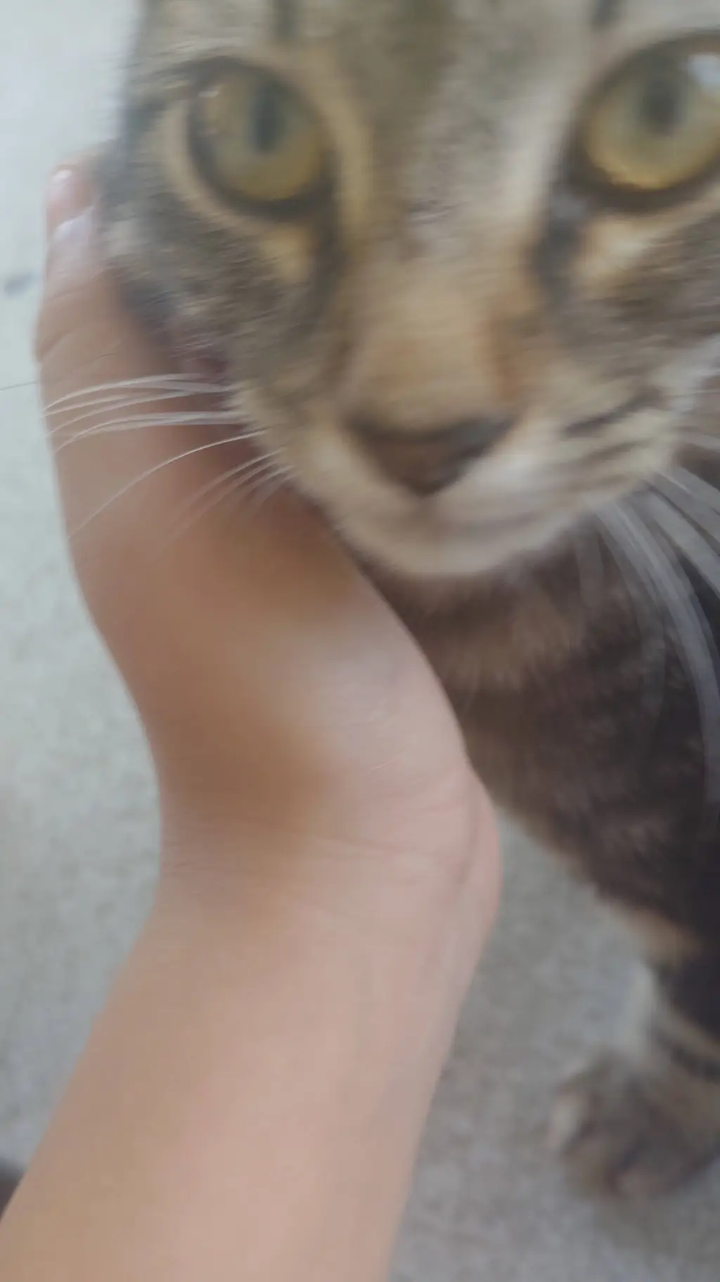 ai character: My pet cat background