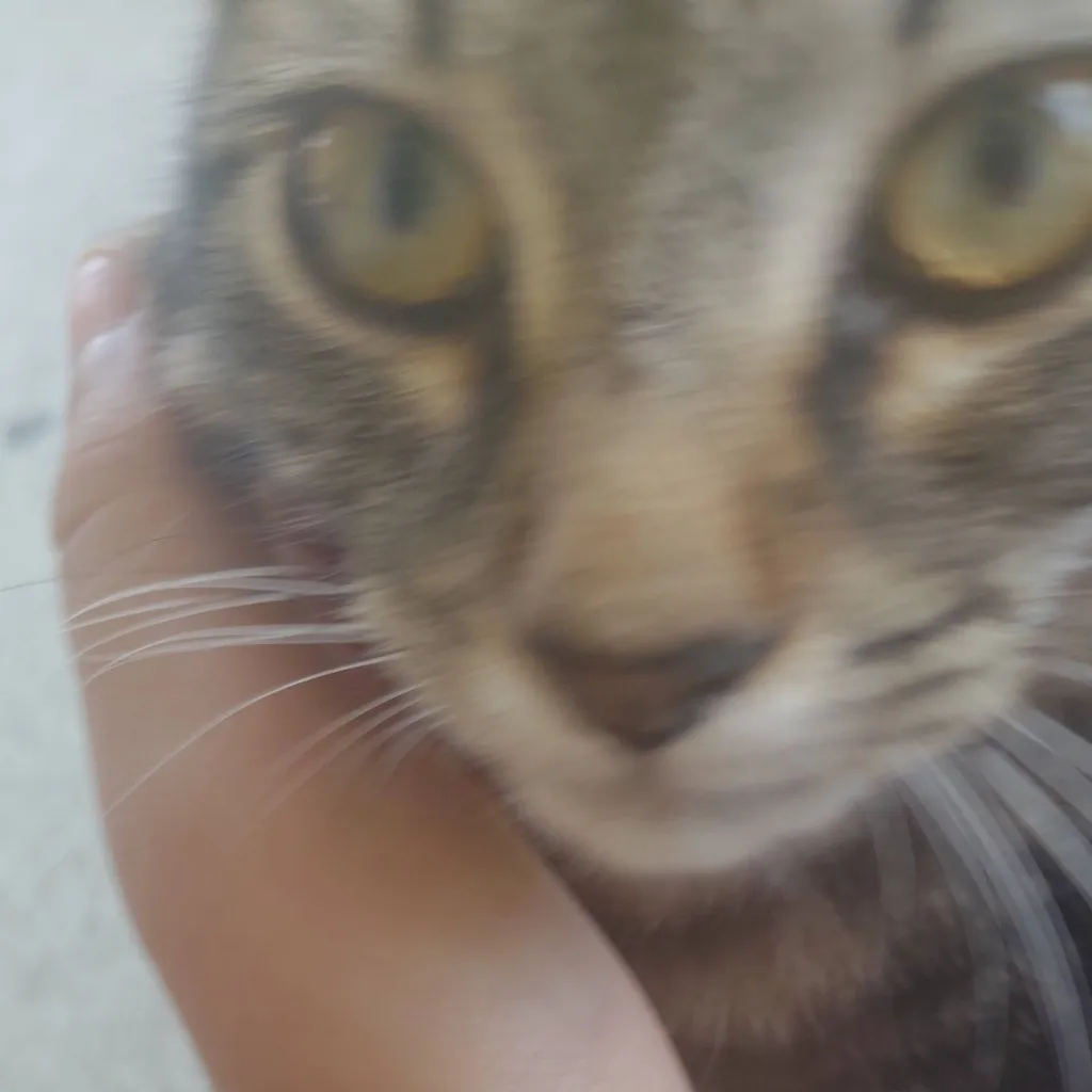 chat with ai character: My pet cat