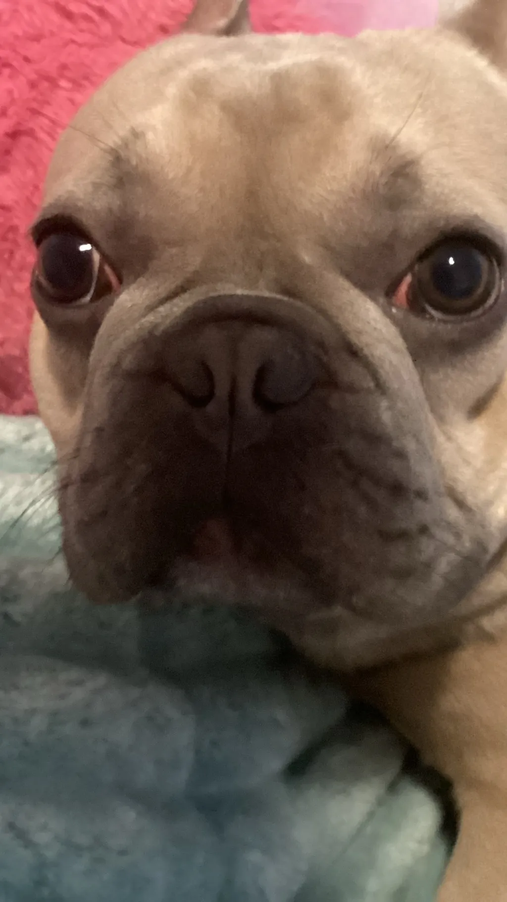 Talkie AI - Chat with Rex