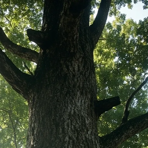 chat with ai character: TREE