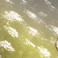 chat with ai character: 🍀Molly🌿