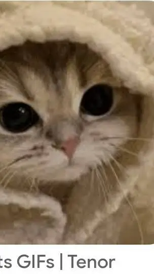 ai character: kitty background