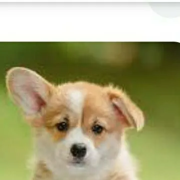 chat with ai character: Doggy ♡