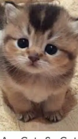 ai character: mr.whiskers background